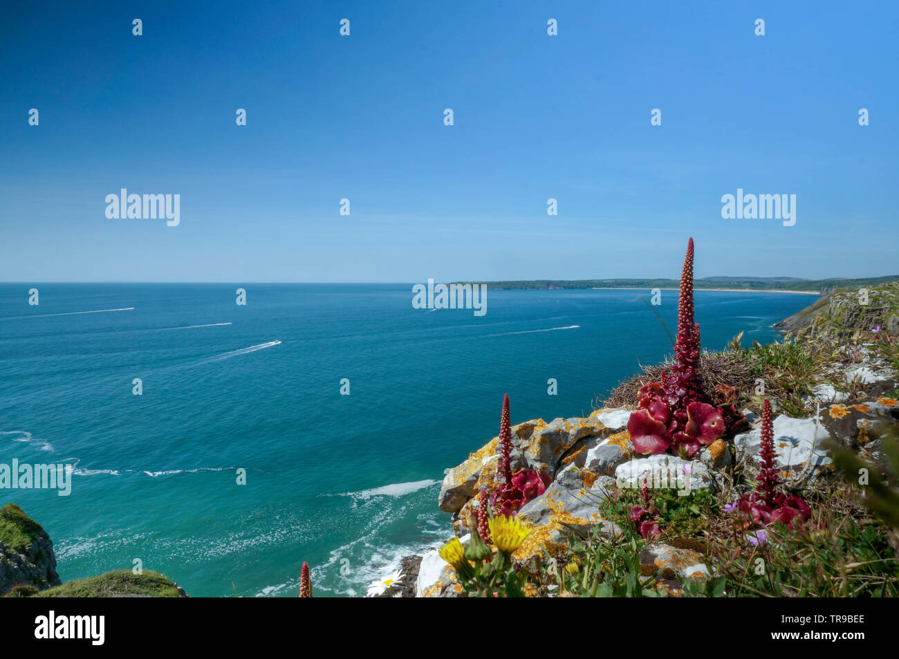 Un paysage marin avec une plante rouge en premier plan, le Pays de Galles Banque D'Images