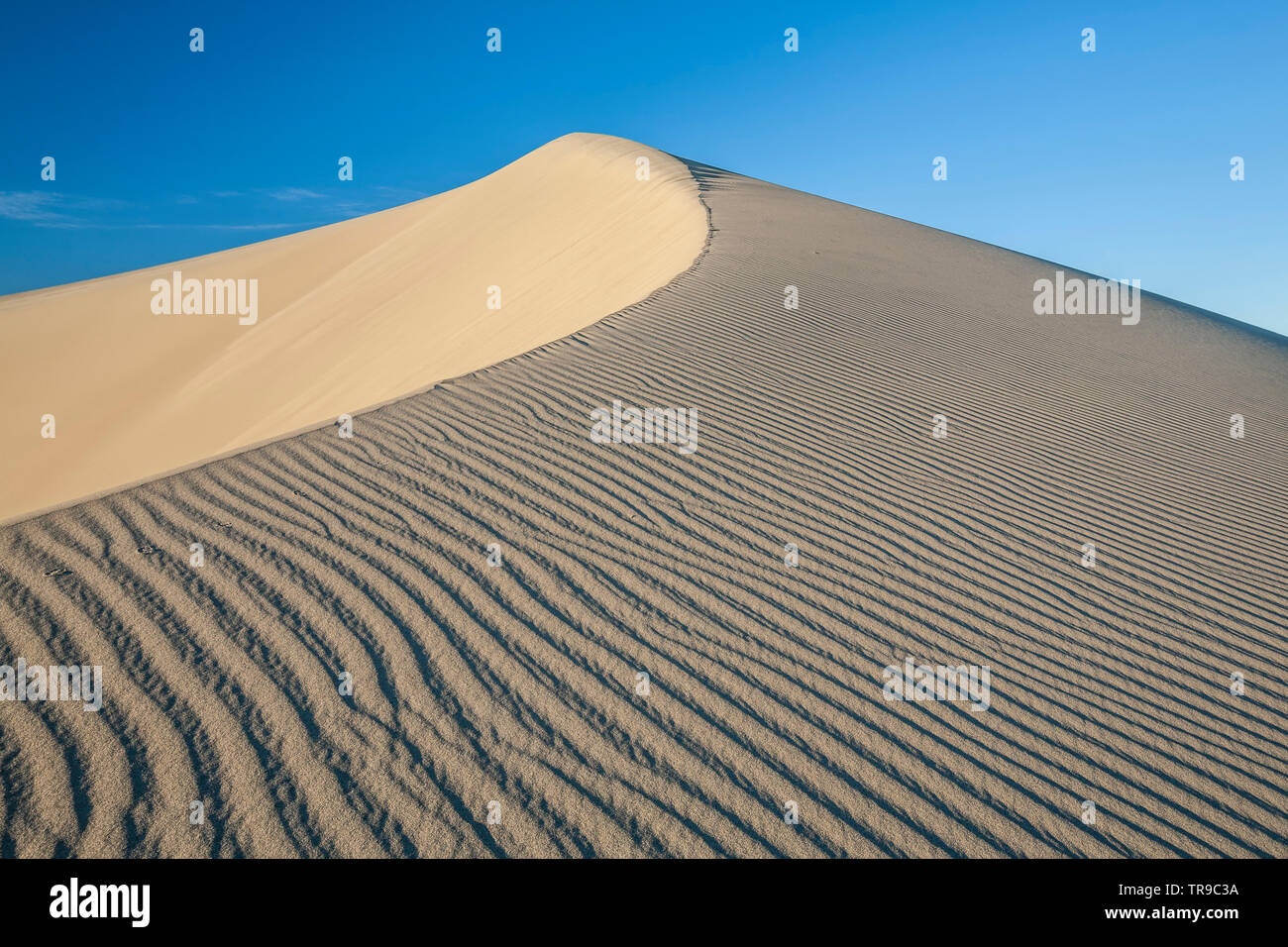 Dunes de sable et de rides, Mesquite Flat dunes de sable, Death Valley National Park, California USA Banque D'Images