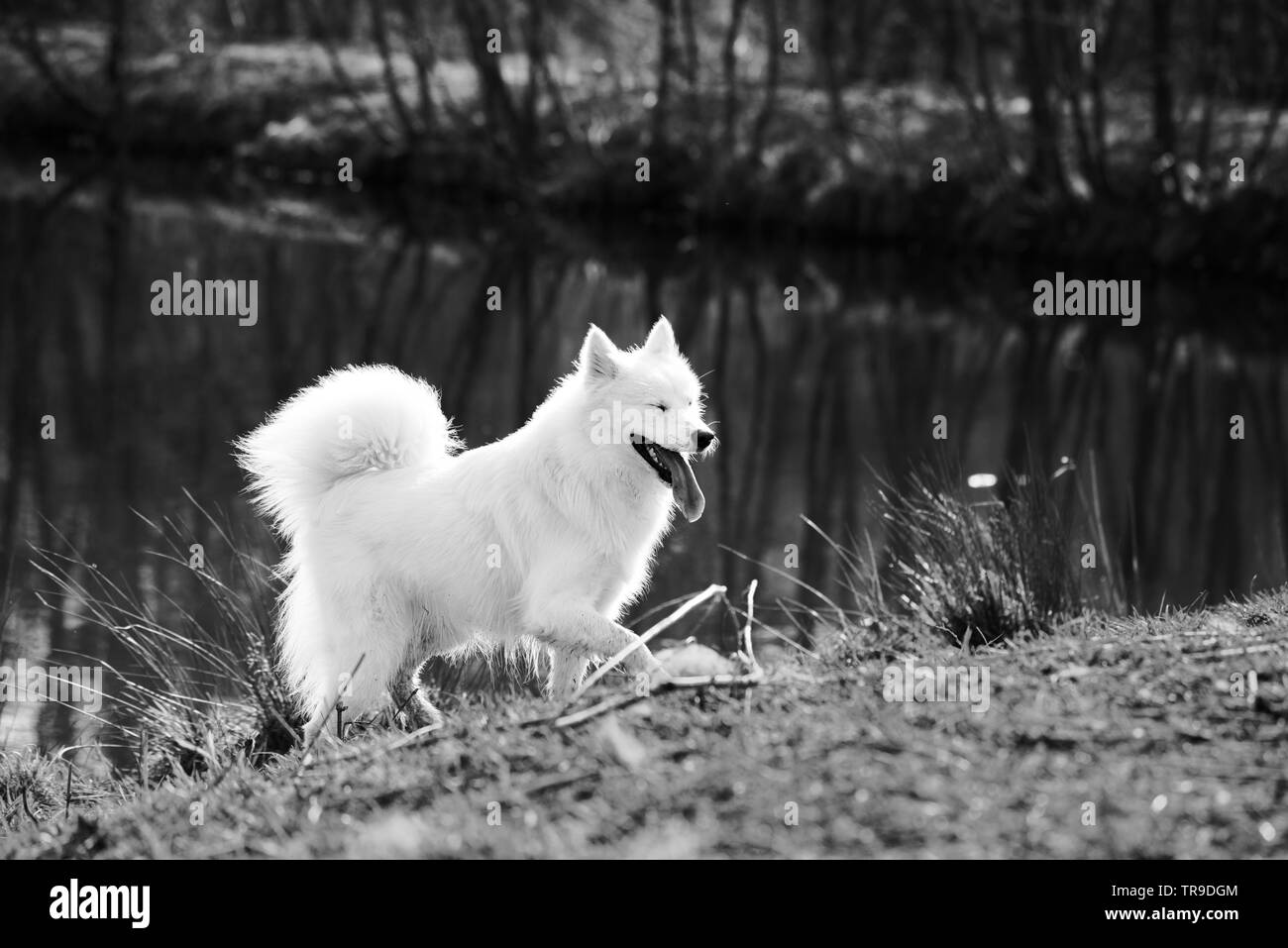 Photo en noir et blanc d'un mignon, fluffy white Samoyède chien avec les yeux fermés,à proximité d'un étang au parc à chiens Banque D'Images