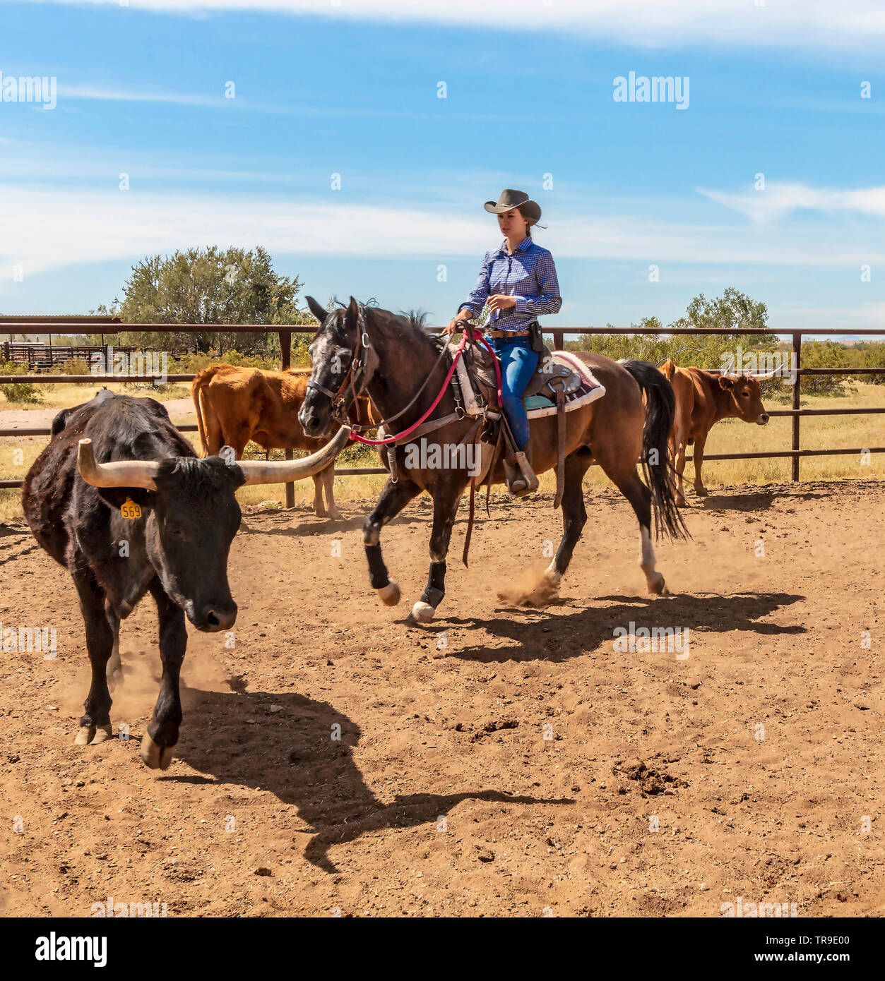Tri de bétail à White Stallion Ranch, un ranch juste en dehors de Tucson, AZ. Une équipe de deux coureurs tente, une seule personne à la fois, à conduire un bouvillon du o Banque D'Images
