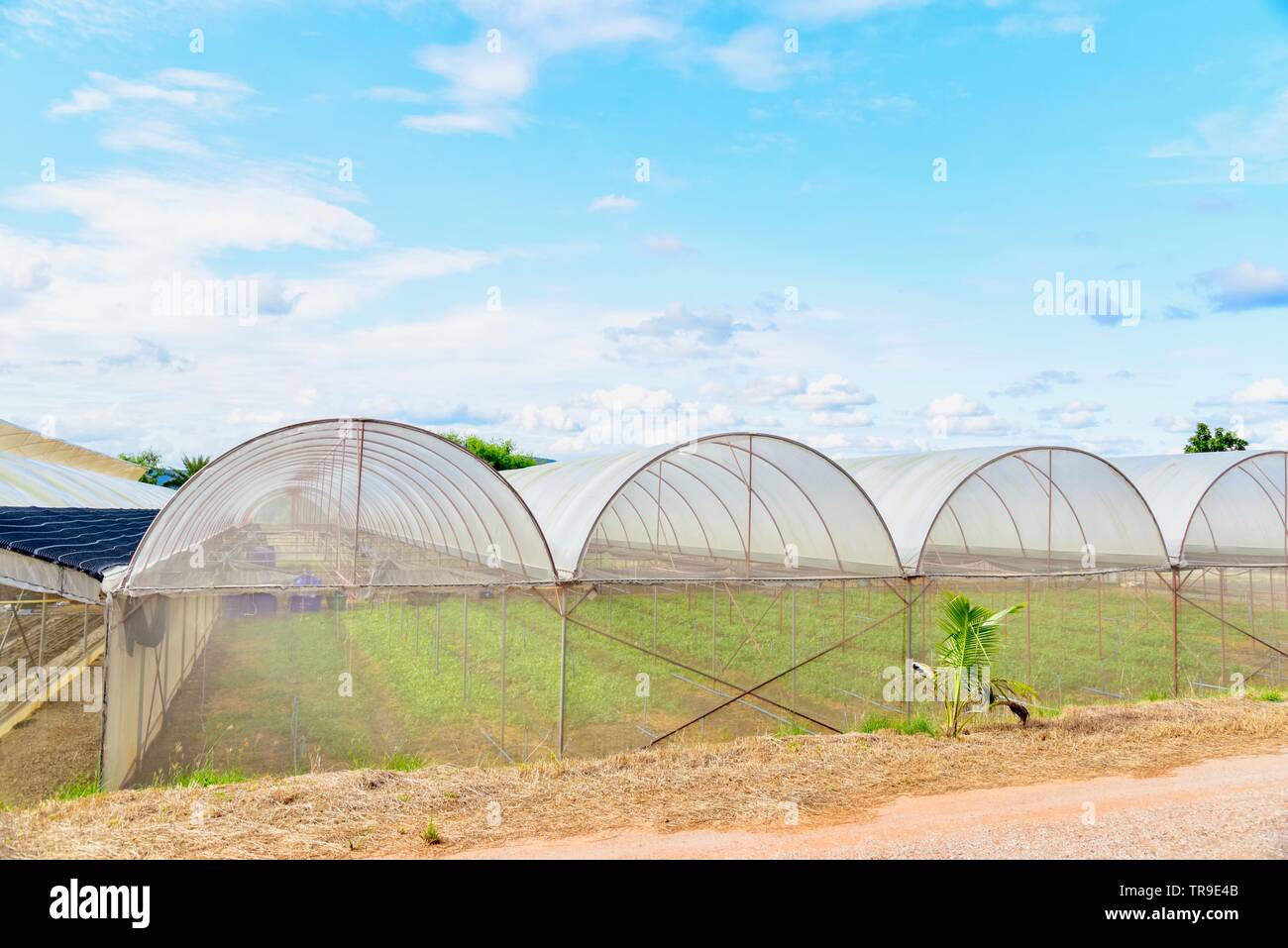 Les serres en plastique transparent pour l'agriculture biologique Banque D'Images