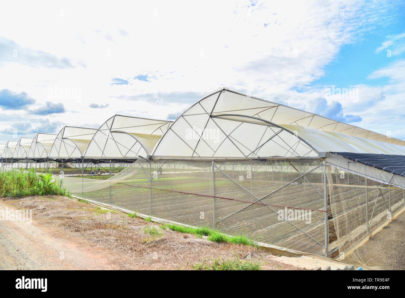 Les serres pour l'agriculture biologique Banque D'Images