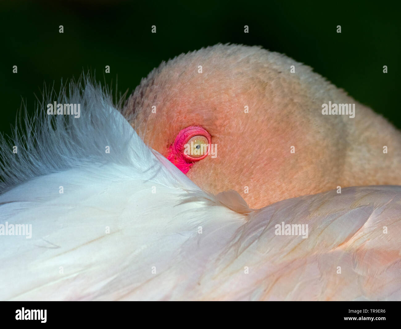 Flamant rose Phoenicopterus ruber tête gros plan d'ailes Banque D'Images