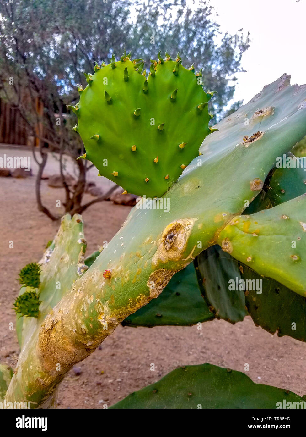 Cactus en forme de coeur dans l'Arizona. Banque D'Images