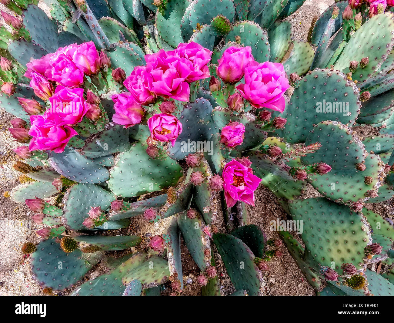 Cactus en fleur au début d'avril à Tucson, AZ. Banque D'Images