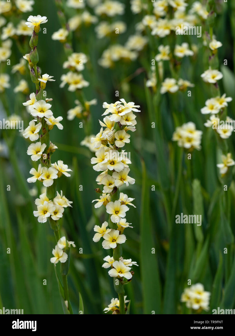 Blue-eyed herbes Sisyrinchium striatum Banque D'Images