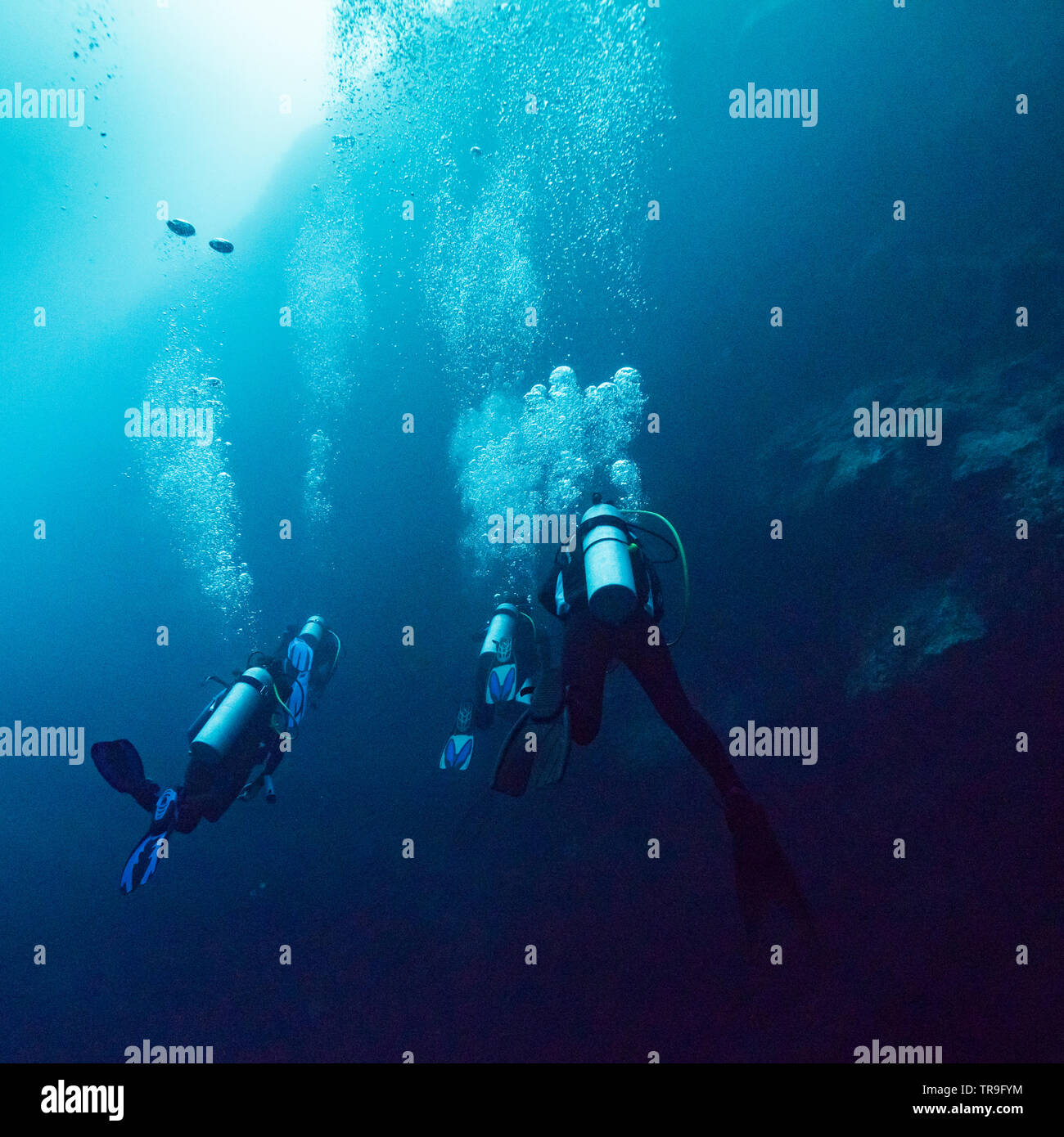 Les plongeurs sous l'eau, le grand trou bleu, Belize Barrier Reef, Lighthouse Reef, Belize Banque D'Images