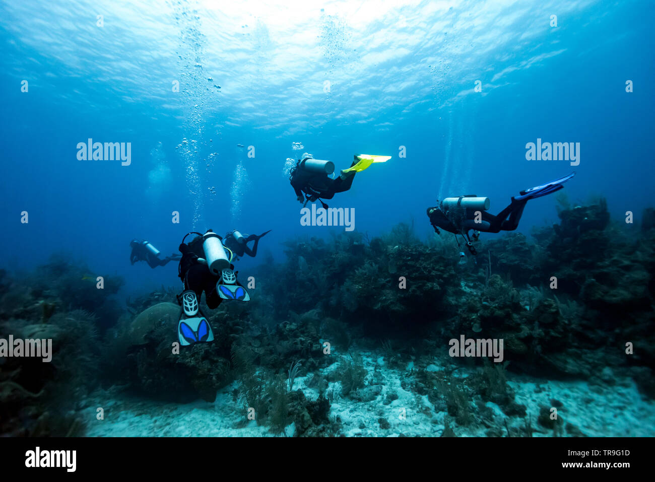 Les plongeurs sous l'eau autour de récifs coralliens, majestueux Point, Turneffe Atoll, BELIZE, Belize Barrier Reef Banque D'Images