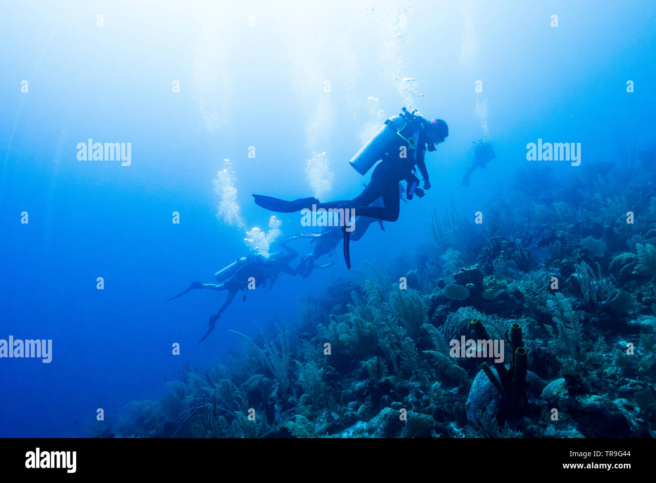 Les amateurs de plongée sous-marine Plongée sous-marine, Site, mur est, Belize Banque D'Images