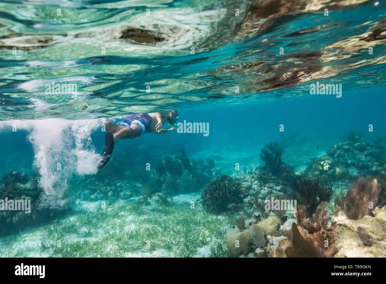 L'homme au tuba, Turneffe Atoll, BELIZE, Belize Barrier Reef Banque D'Images