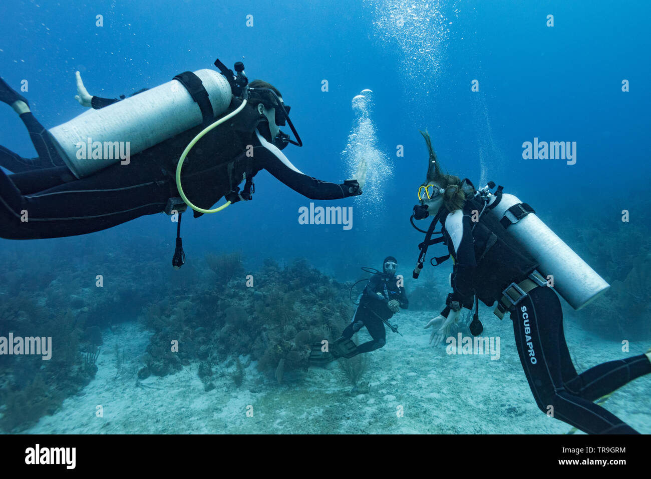 Les plongeurs sous l'eau, trois Amigos, Turneffe Atoll, BELIZE, Belize Barrier Reef Banque D'Images