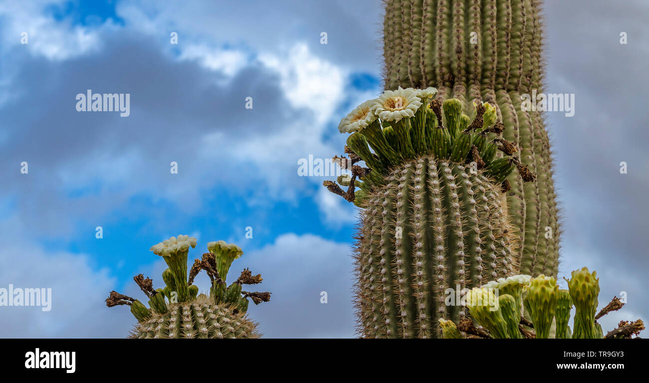 Close Up de Saguaro Cactus fleur fleurir au printemps. Banque D'Images