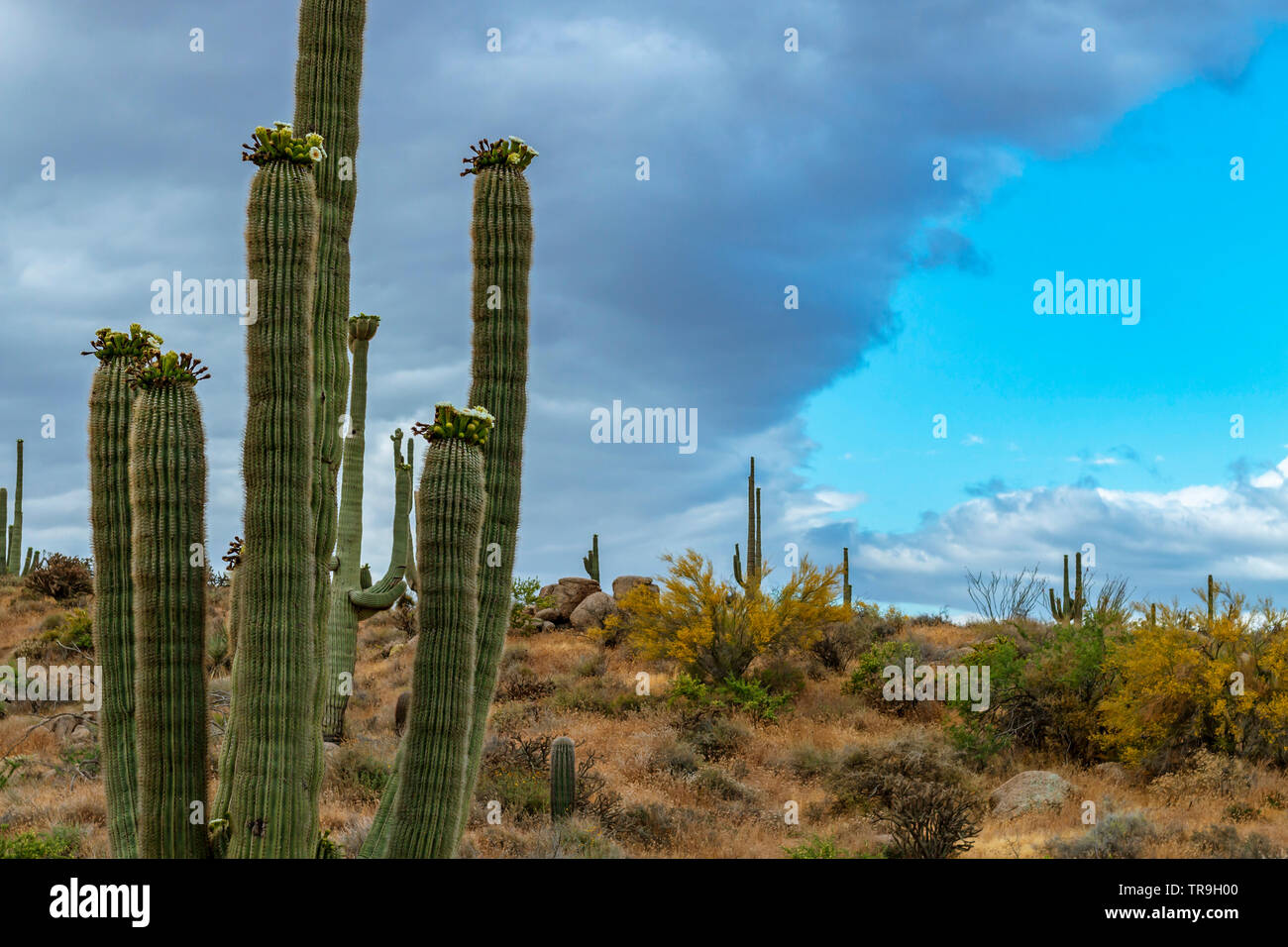 Saguaro Cactus qui fleurit au printemps avec des nuages en arrière-plan. Banque D'Images