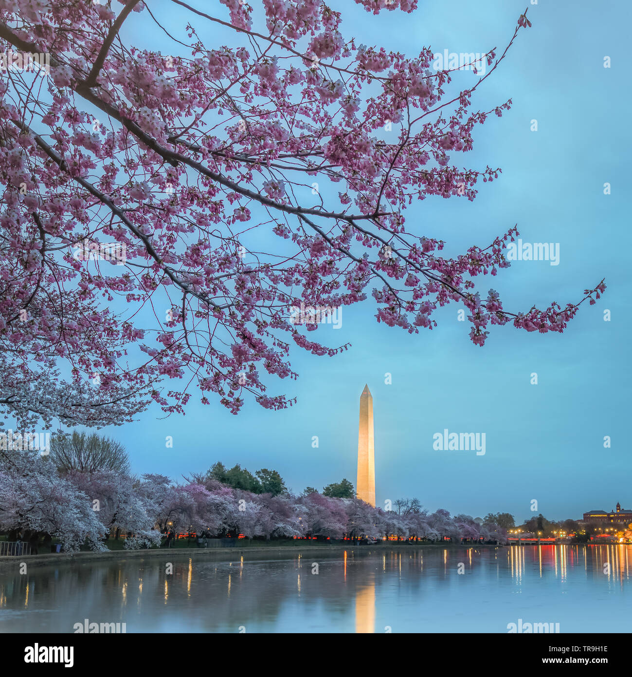 Washington Monument encadré de fleurs de cerisier et reflétée dans le bassin de marée de nuit à Washington, DC, USA. Banque D'Images