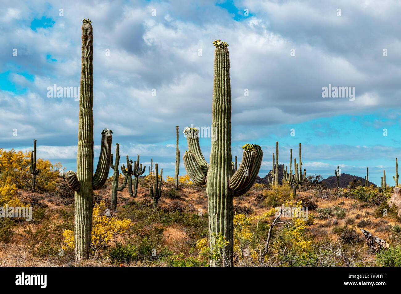 Saguaro Cactus ib printemps chez Browns Ranch préserver à Scottsdale en Arizona Banque D'Images