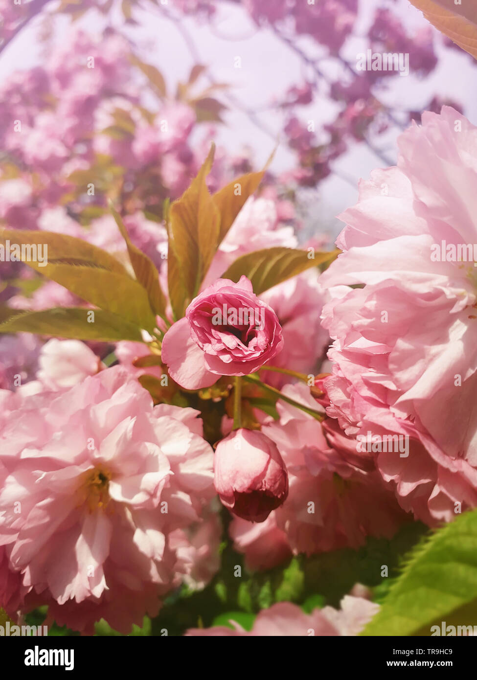 Close up pleine floraison des fleurs de cerisier japonais Sakura. Arbre à fleurs rose sauvage en fleurs et bourgeons vert feuilles en croissance. Motif floral, cluster de printemps Banque D'Images