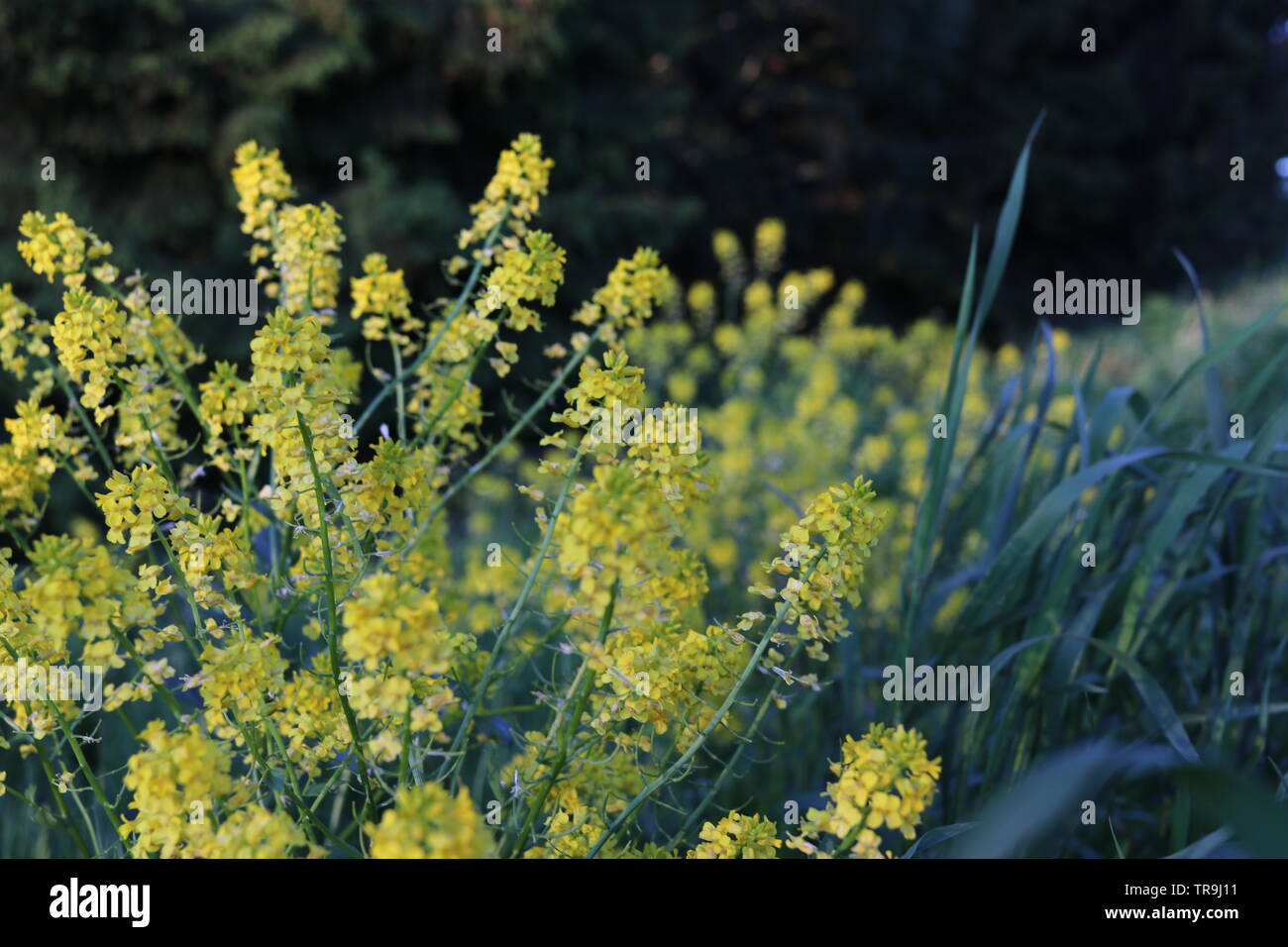 Fleurs jaunes par un assombrissement de la forêt. Banque D'Images