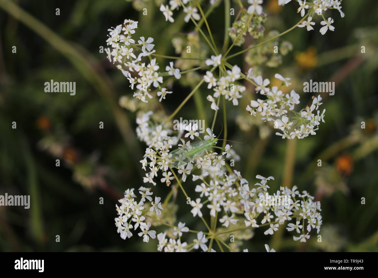 Un bug translucides vert de ramper sur une fleur blanche. Banque D'Images