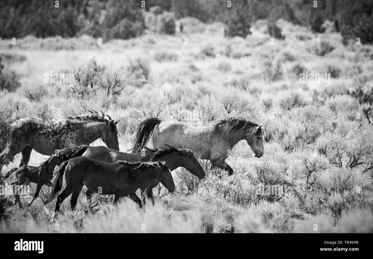 Un troupeau de chevaux sauvages traversant le désert de l'Utah Banque D'Images