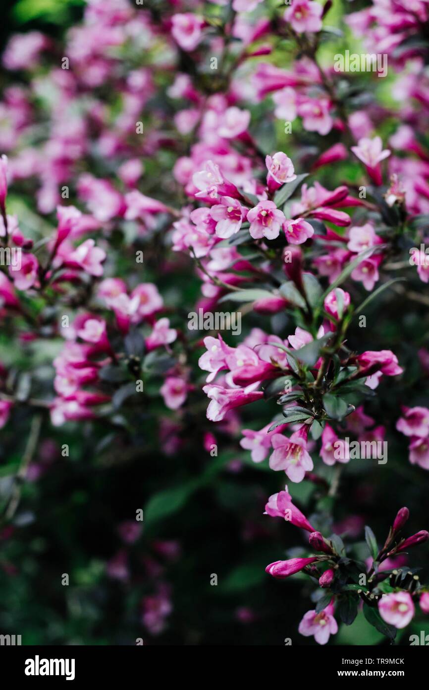 Weigela rose foncé - belle plante en fleurs dans le jardin Banque D'Images