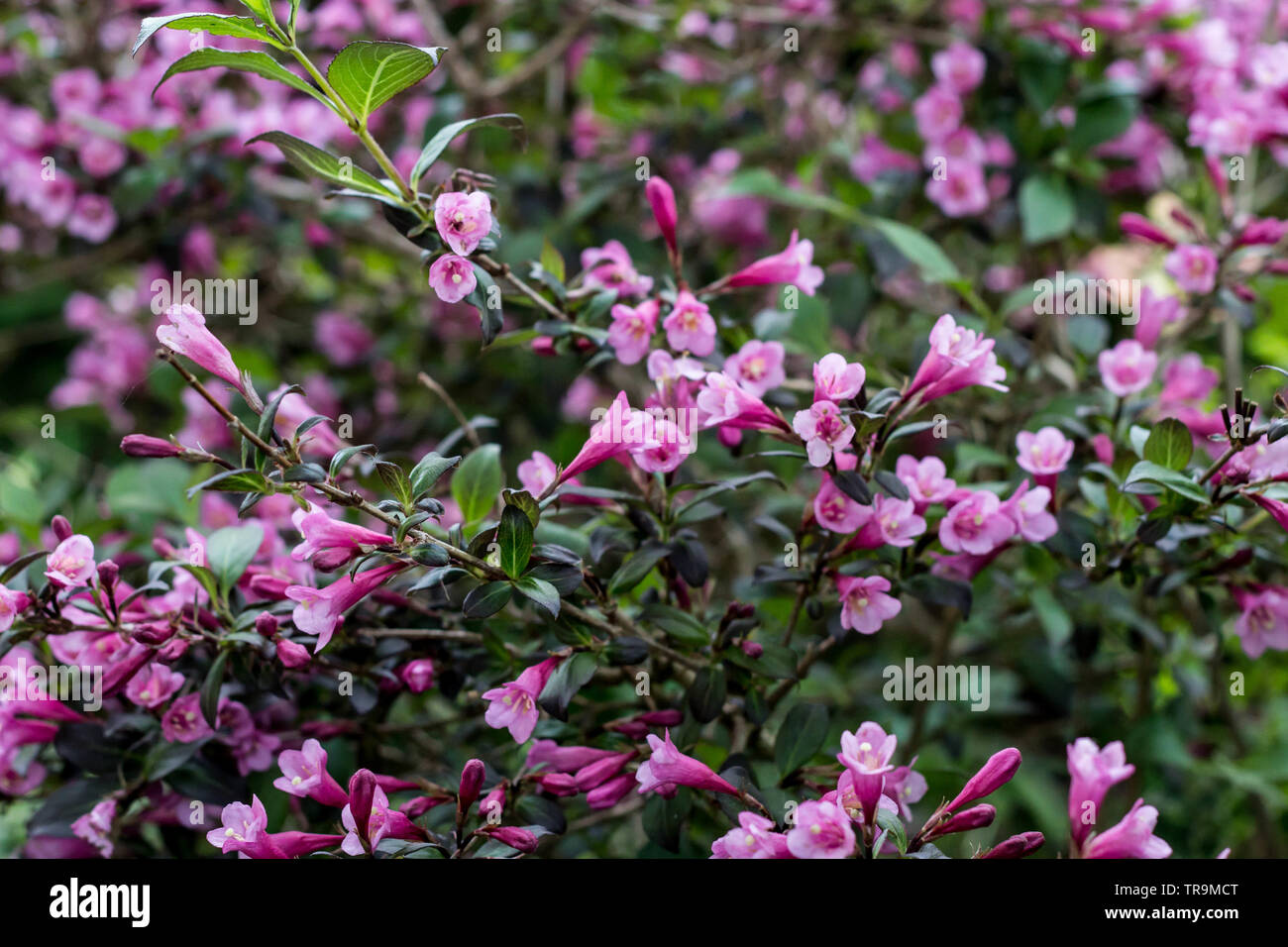 Weigela rose foncé - belle plante en fleurs dans le jardin Banque D'Images