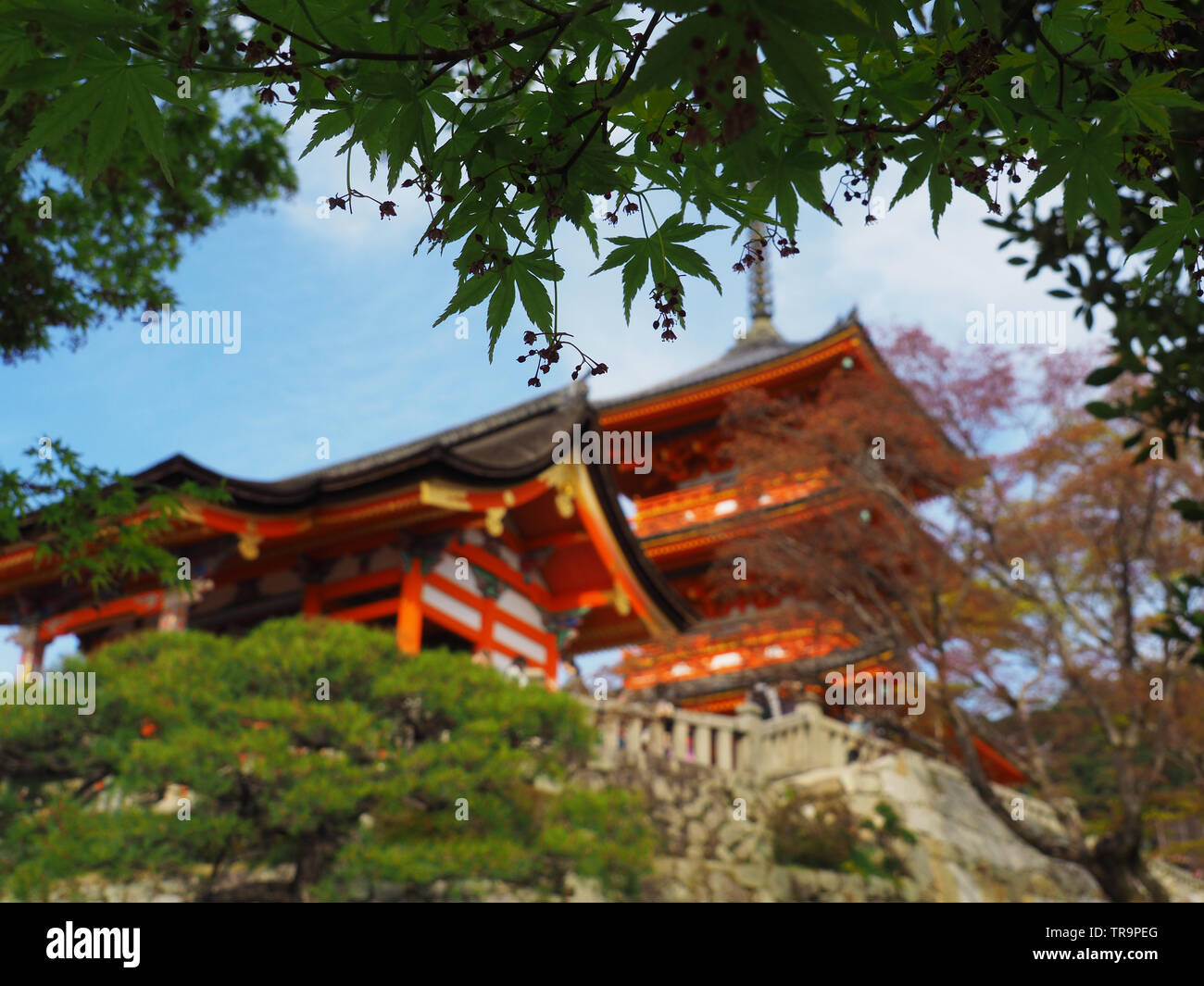 Kiyomizudera avec maple les arbres en premier plan Banque D'Images