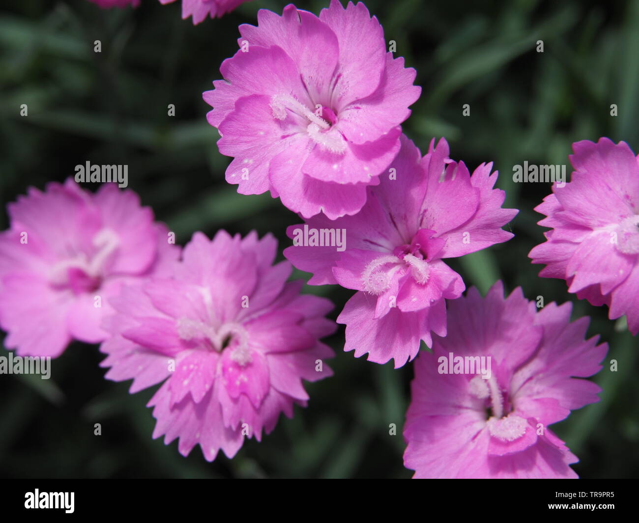 Fleur oeillet rose close up Banque D'Images