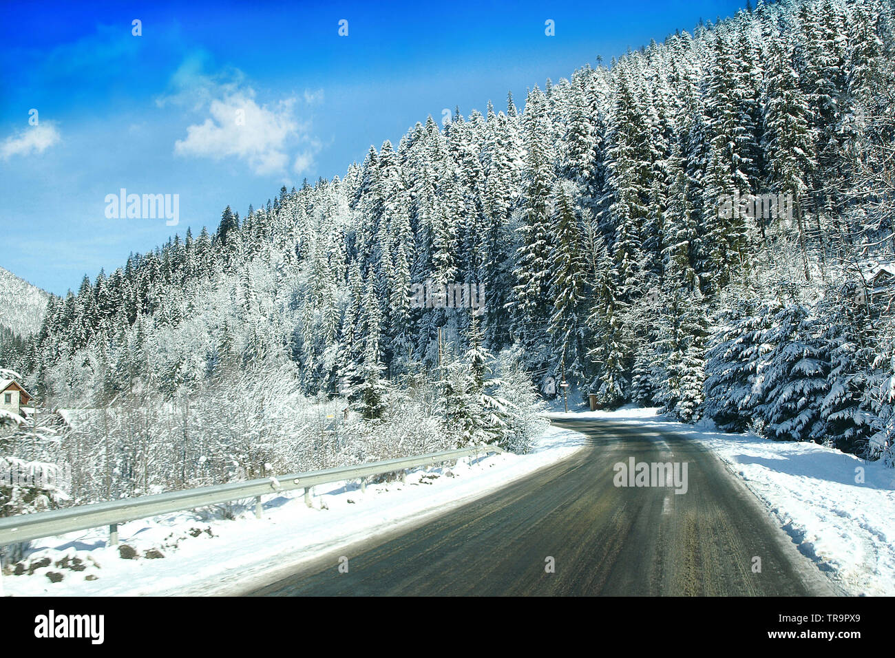 Paysage d'hiver pittoresque route de montagne avec neige et de pins. Les montagnes des Carpates. Banque D'Images