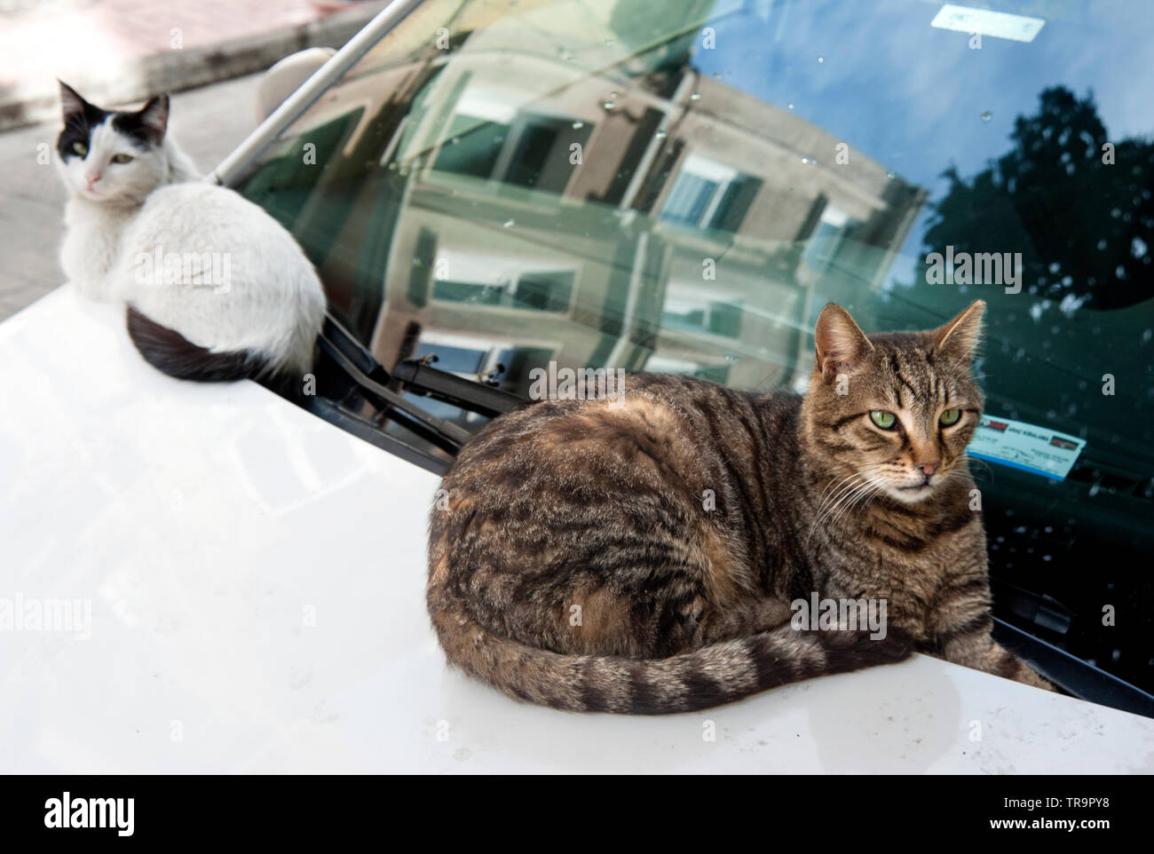 Les chats de la rue Istanbul, Turquie Banque D'Images