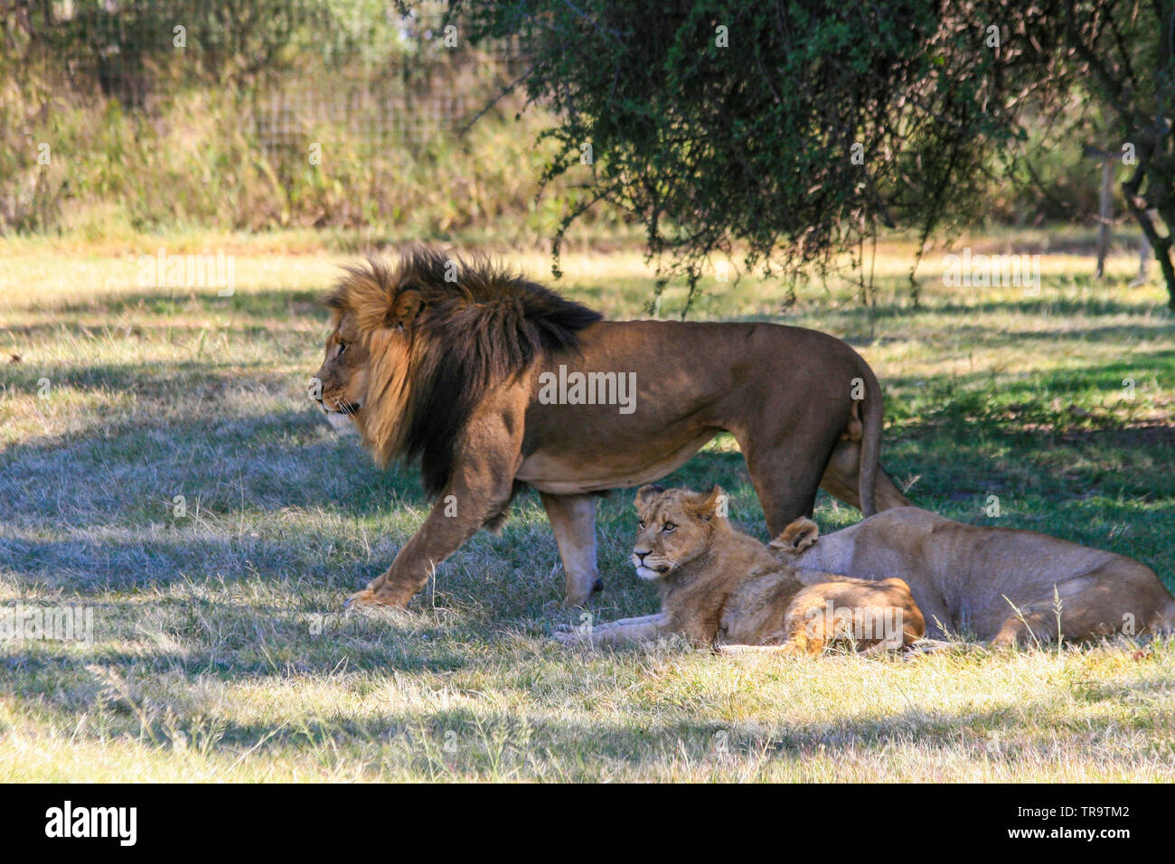 Lion mâle et la famille en Afrique Banque D'Images