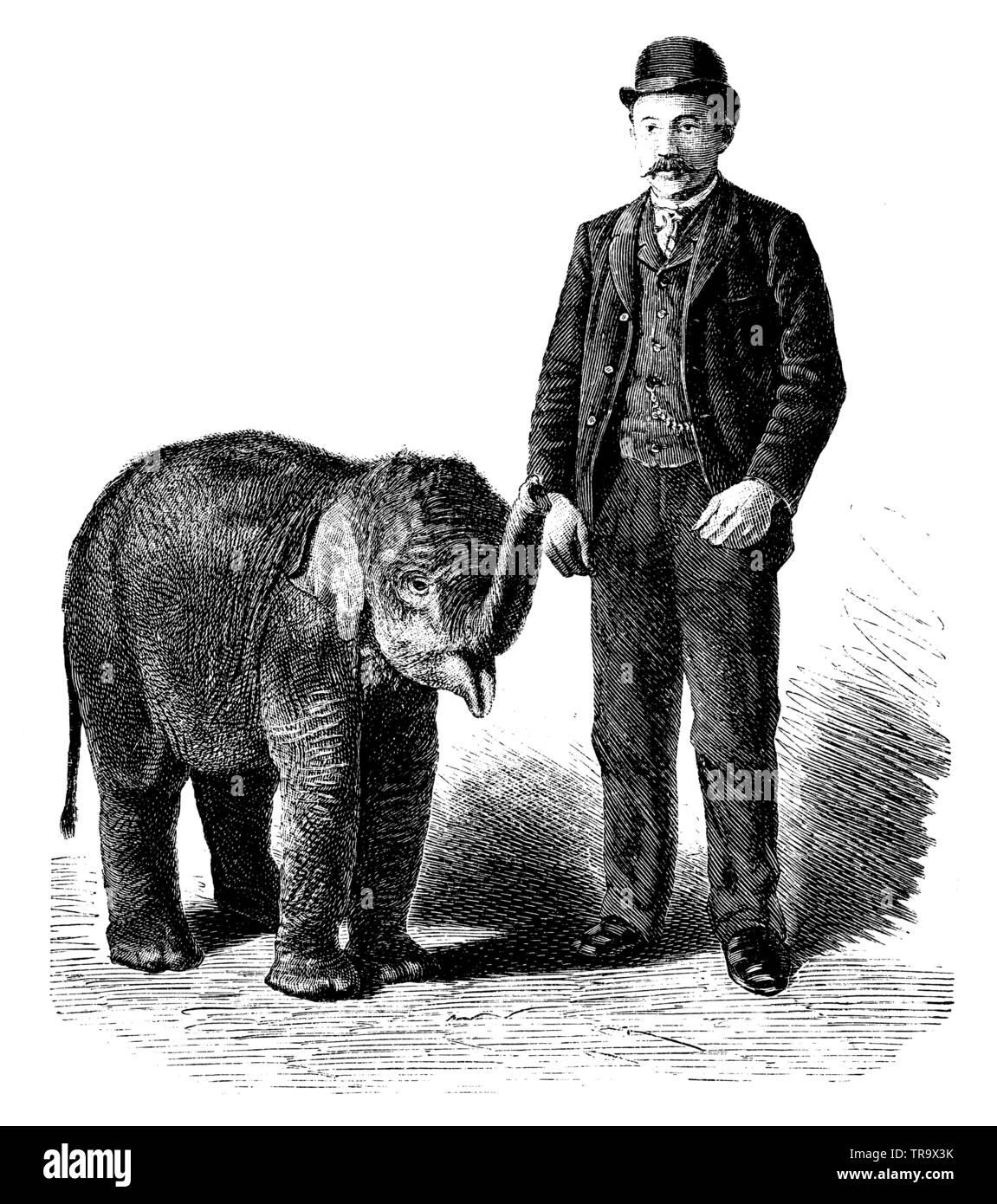 Karl Hagenbeck's éléphant nain Lili dans Castan's Panoptikum zu Berlin. Basé sur une photo par Karl Günther, Berlin, , Karl Günther (, ) Banque D'Images