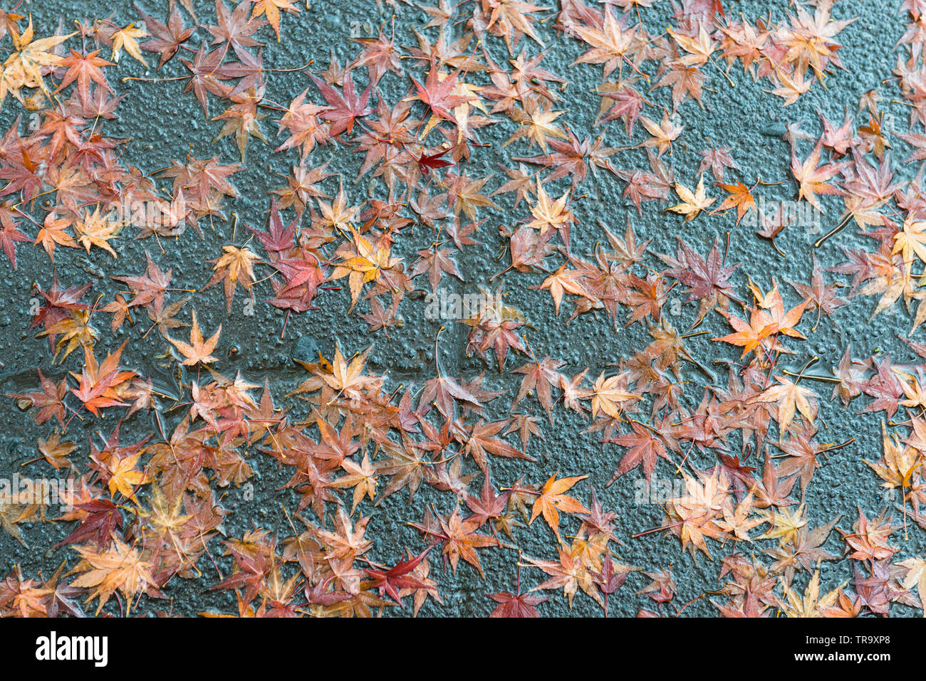 Japonais FEUILLES D'ÉRABLE SUR LE TROTTOIR MOUILLÉ Banque D'Images