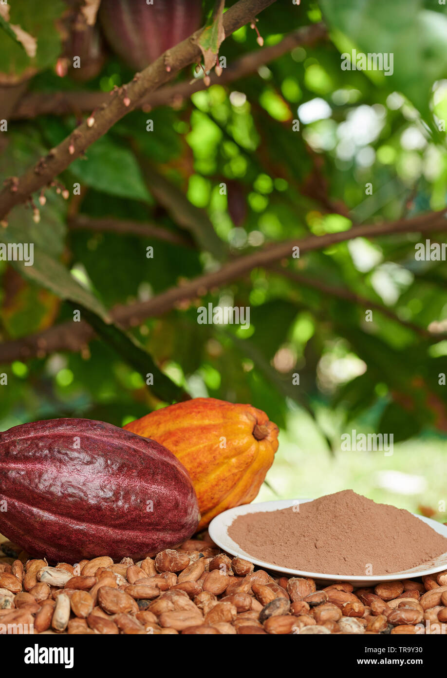 Cacao et arrière-plan. Thème cacao ferme naturel Banque D'Images