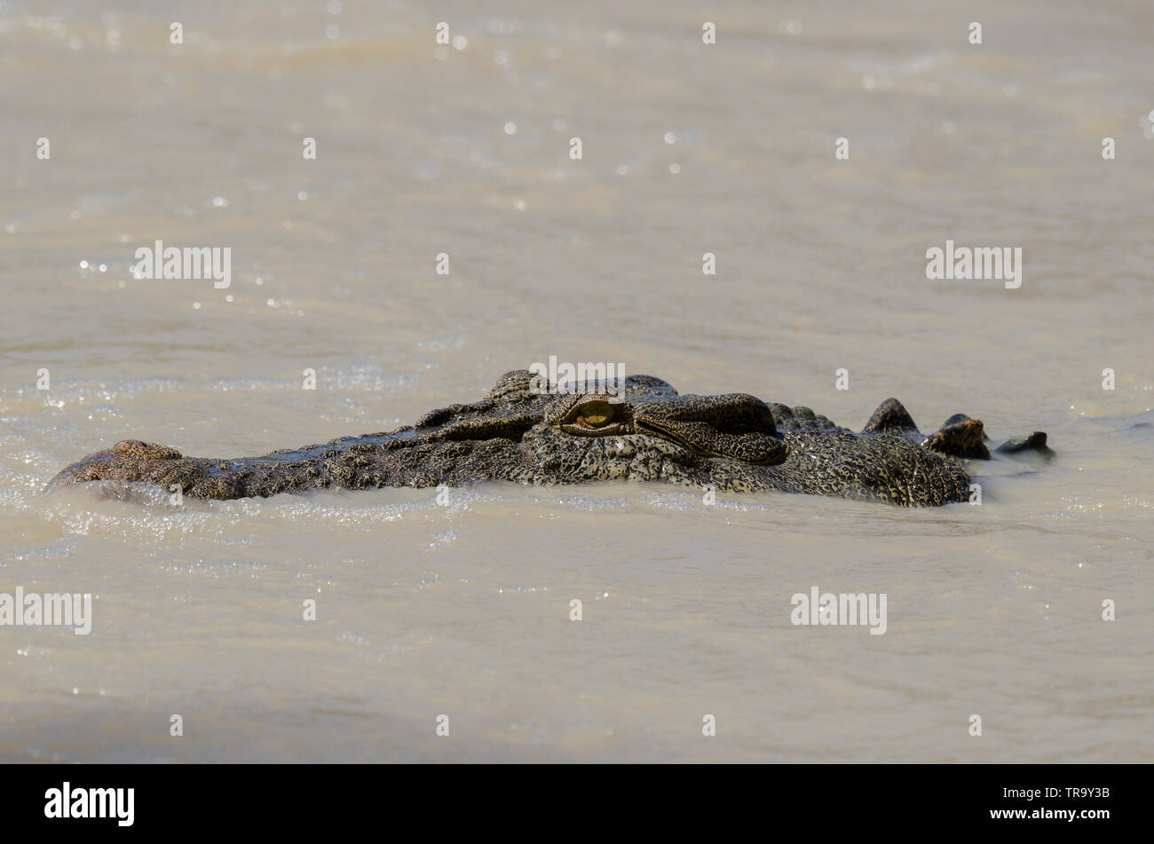 Grand saltwater crocodile à Cahills Crossing, à l'Est, la rivière Alligator Kakadu, couché dans-attente pour plus de nage des poissons au niveau le plus bas d'un pont-jetée. Banque D'Images