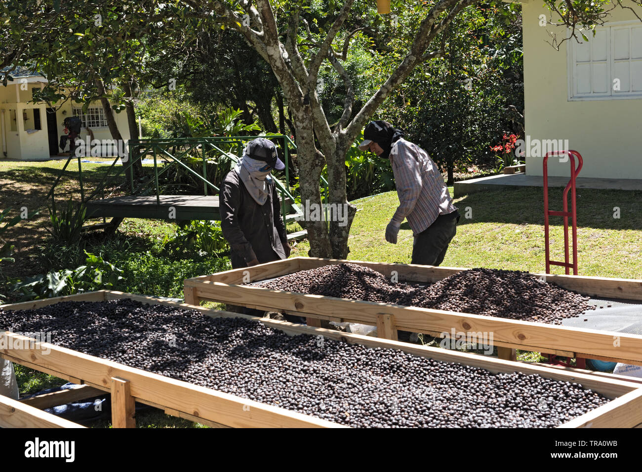 Les grains de café séchage travailleur dans une usine de café panama bouquete Banque D'Images