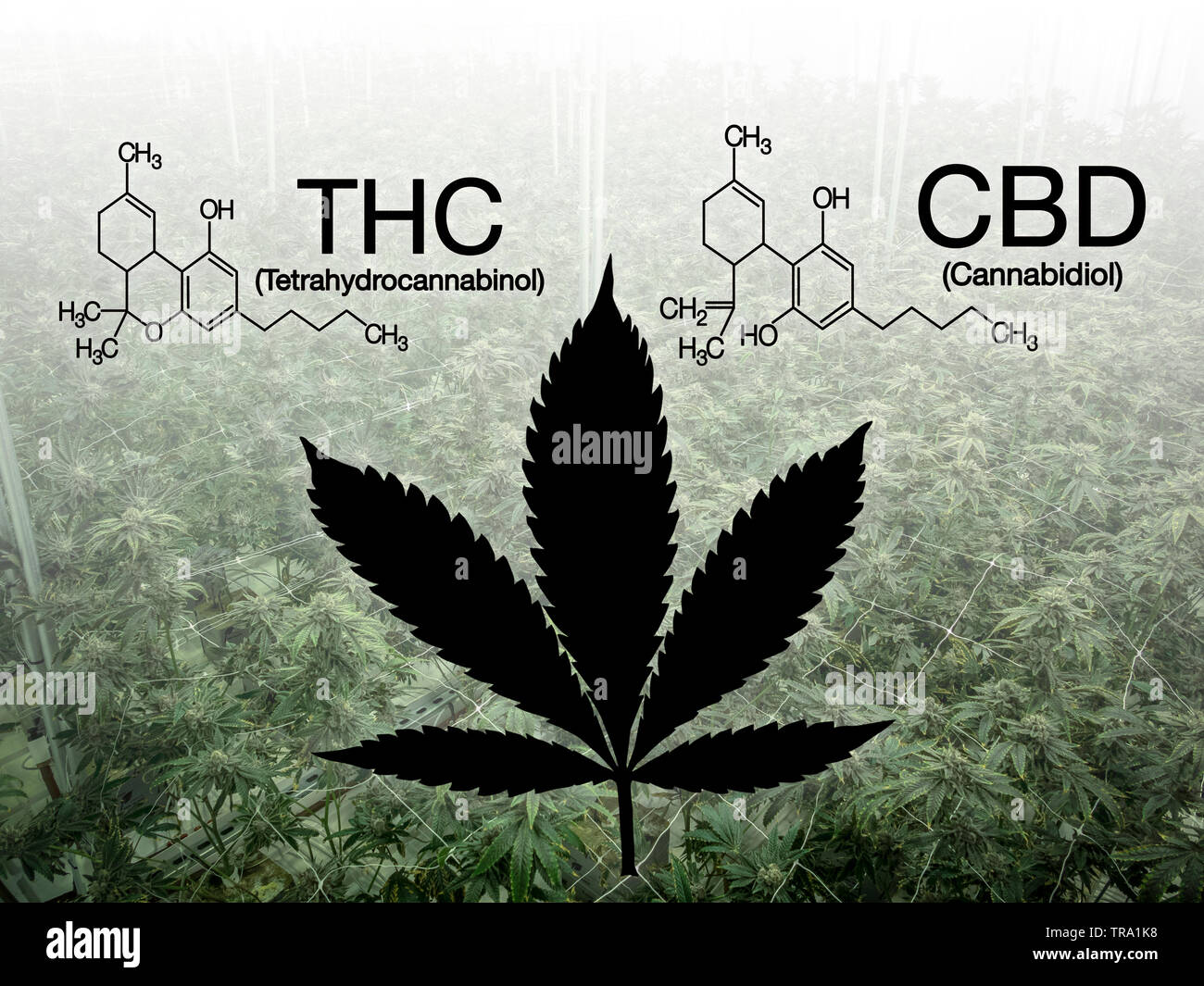 Info image du cannabidiol versus tétrahydrocannabinol Le cannabis Banque D'Images