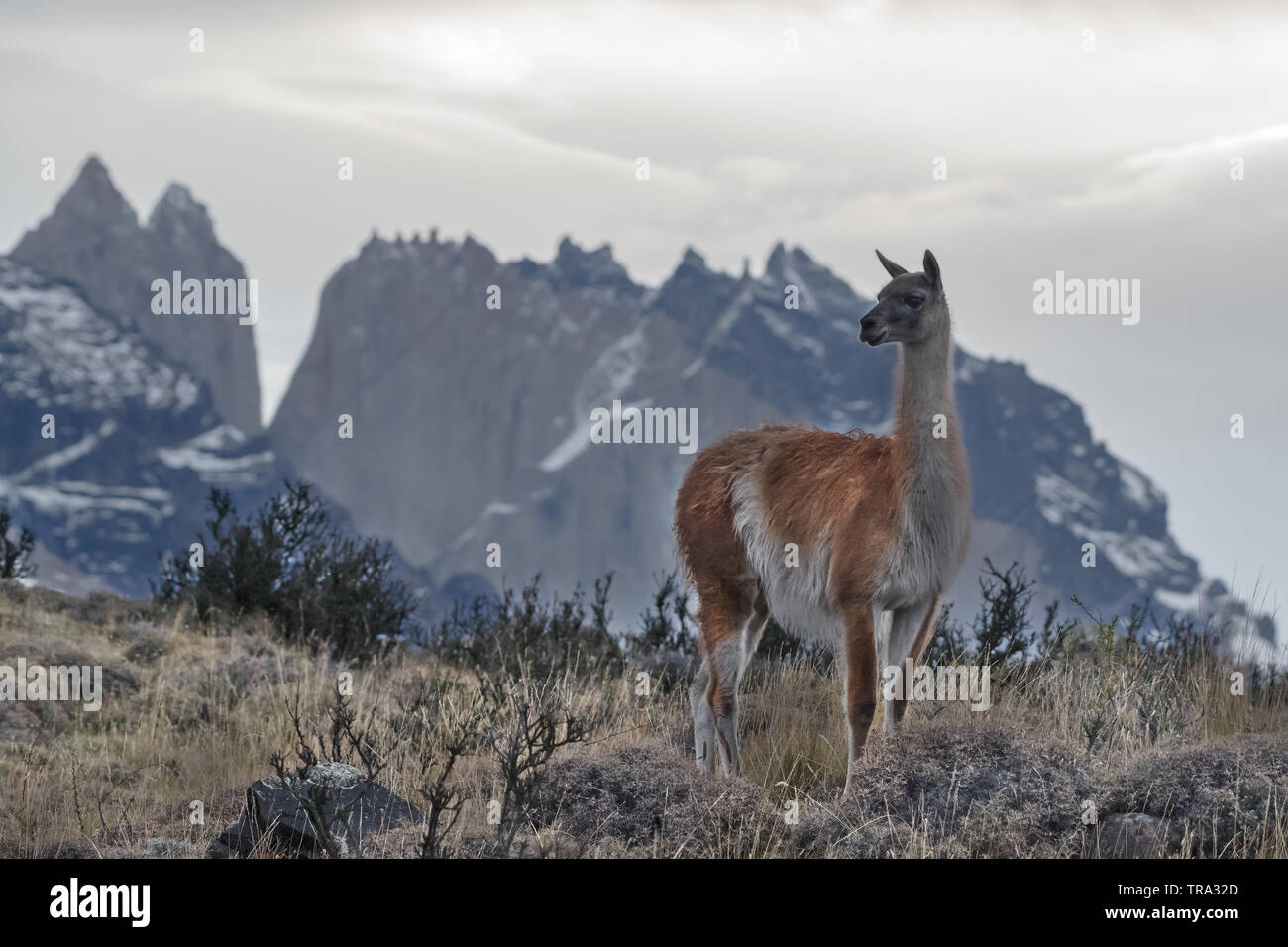 Guanaco (Lama guanicoe), NP Torres del Paine, Chili Banque D'Images