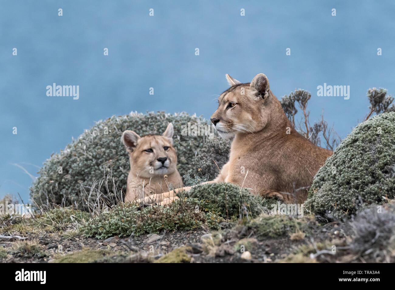 Puma (Felis concolor), NP Torres del Paine, Chili Banque D'Images