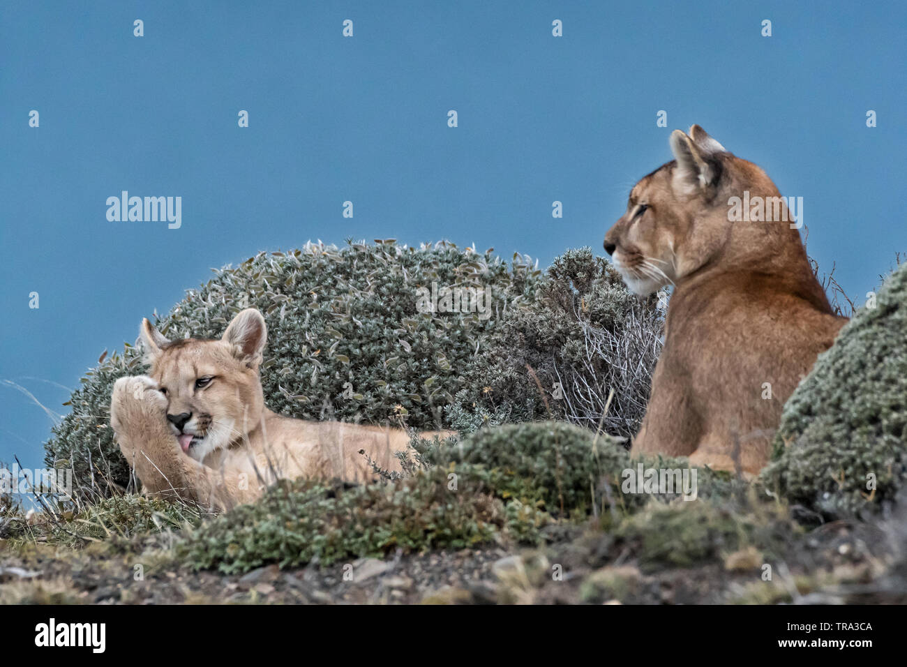 Puma (Felis concolor), NP Torres del Paine, Chili Banque D'Images