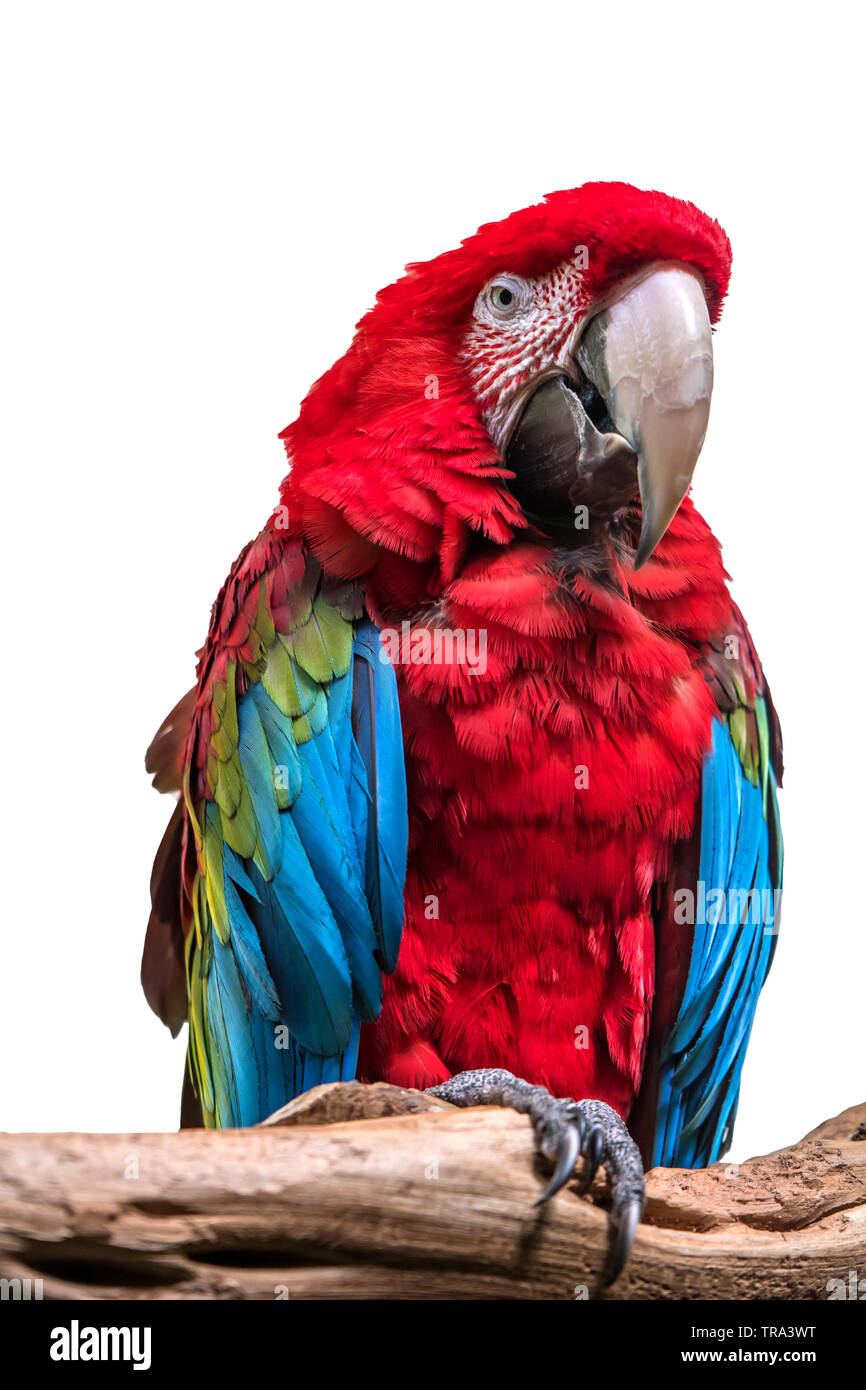 Colorful Parrot avec plumes Rouge Vert Bleu assis sur une branche en fond blanc Banque D'Images