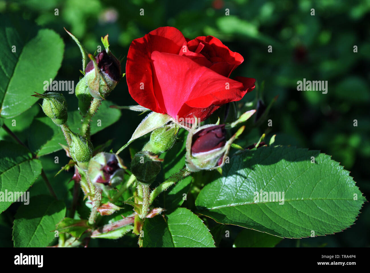 Boutons de rose rouge sur bush en fleurs, feuilles vert foncé background Banque D'Images