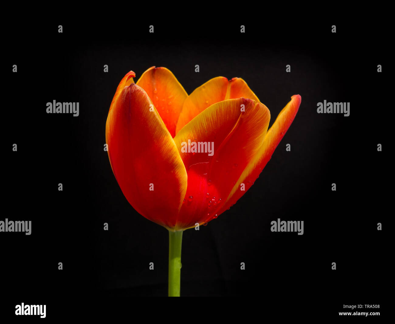 La tulipe Orange fleur sur fond noir, Banque D'Images