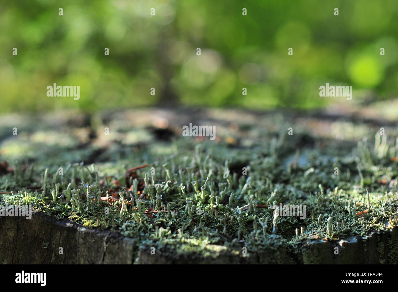 Trompette, lichen Cladonia fimbriata Banque D'Images