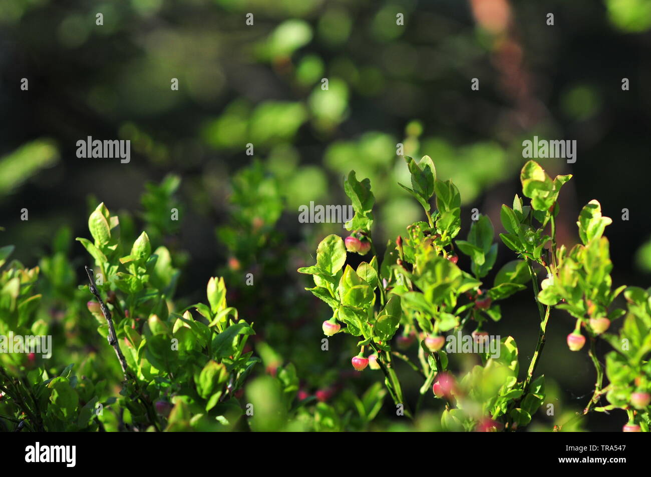 Fleurs de bleuet sur la brousse, Cyanococcus Vaccinium. Banque D'Images
