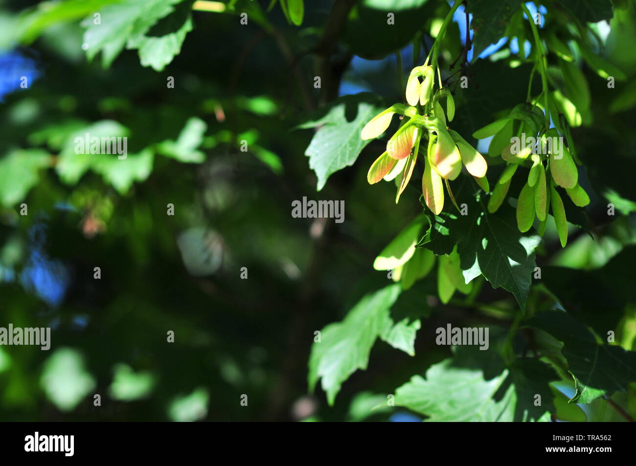 Acer, érable (Acer pseudoplatanus) avec des tas de graines et les feuilles vertes, feuilles au printemps. Banque D'Images