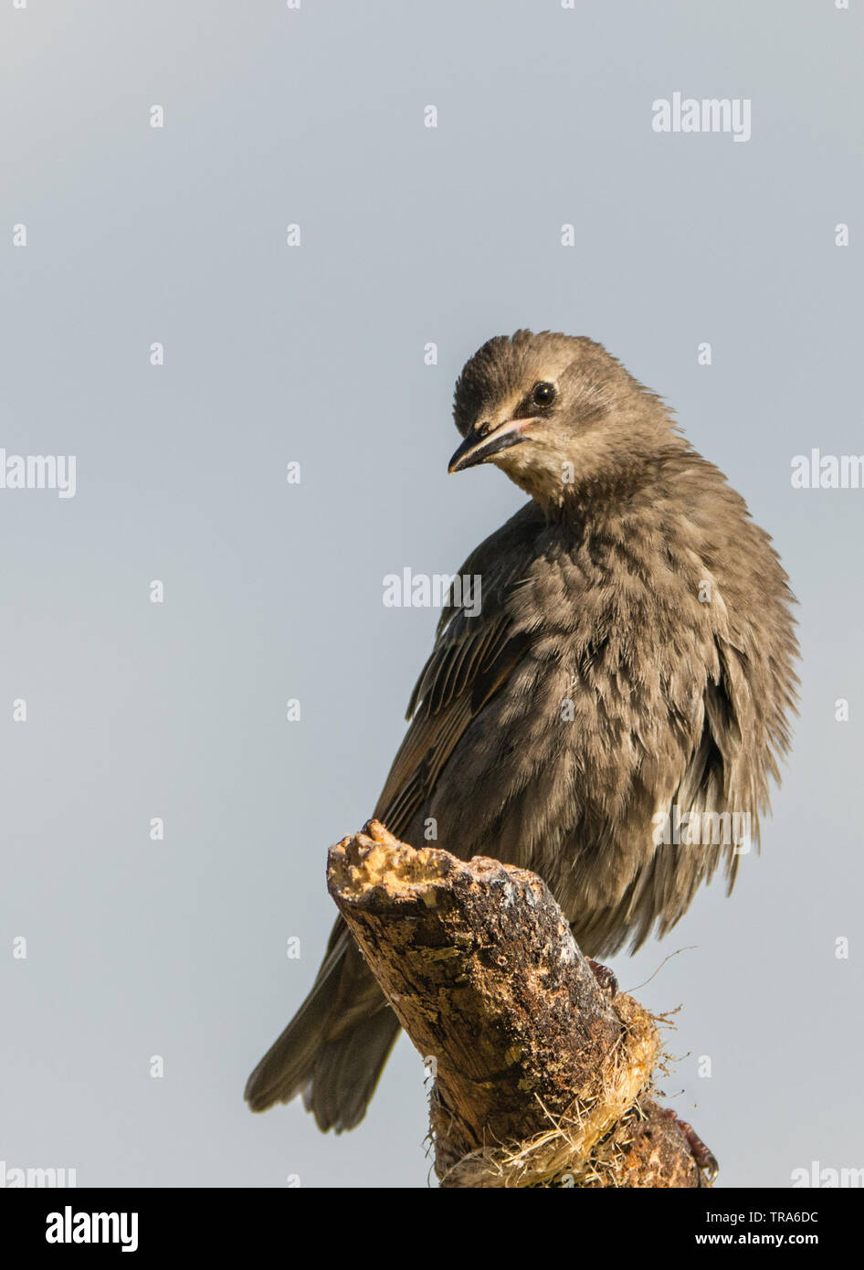 La famille de Starling, faune, oiseaux au printemps dans un jardin anglais Banque D'Images