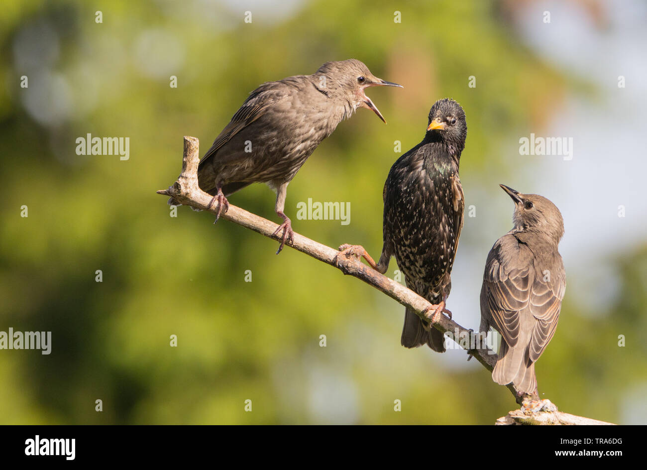 La famille de Starling, faune, oiseaux au printemps dans un jardin anglais Banque D'Images