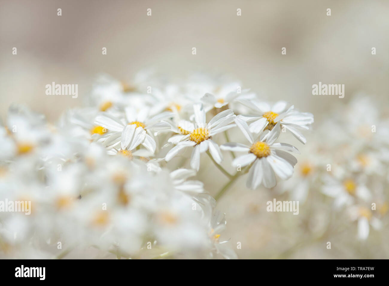 La flore de Gran Canaria - floraison Tanacetum ptarmiciflorum, argent tanaisie, belle nature haute fond clés Banque D'Images