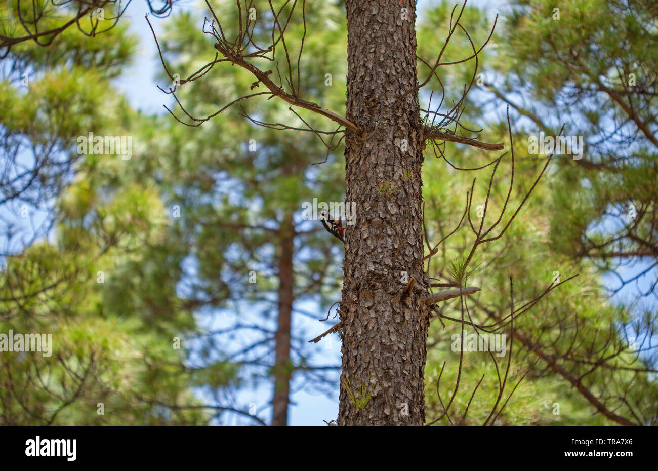 Flore et faune de Gran Canaria - hôtellerie sur pic du pin Banque D'Images