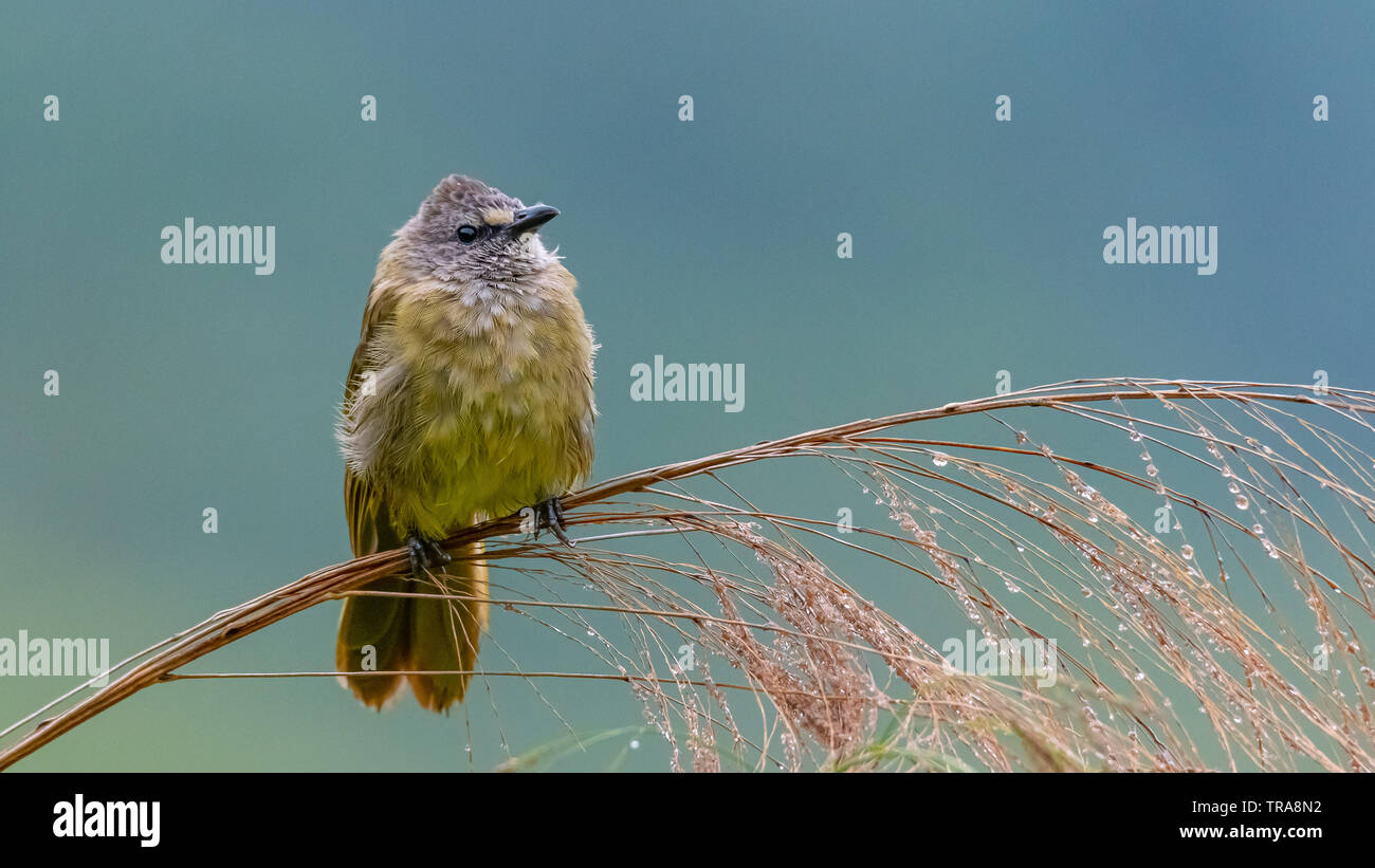 Bulbul Flavescent percher sur l'herbe du bambou et fleurs plumage souffler vers le haut Banque D'Images